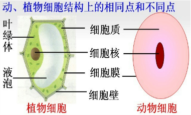 细胞工厂的“产品车间”是——细胞核、叶绿体还是线粒体？