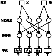 细胞工厂比喻选择题解析